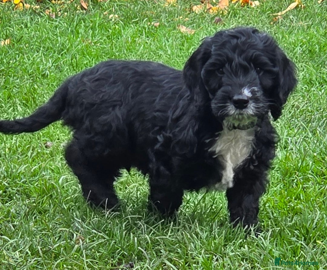 Cockapoo dogs for sale: F2 cockapoo puppies - Advert 4