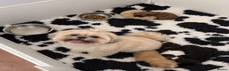 Shih Tzu dogs for sale: 🐾GORGEOUS KARASHISHI IMPERIAL SHIH TZU PUPPIES ✨ - Advert 6