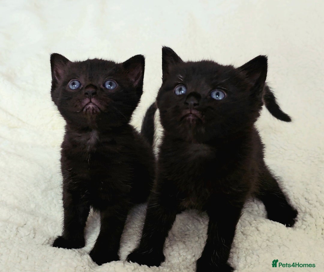 British Shorthair cats for sale: Black and tuxedo baby kittens in Bicester - Image 5