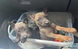 Belgian Shepherd Dog dogs for sale: Blue dutch herder puppy - Image 5