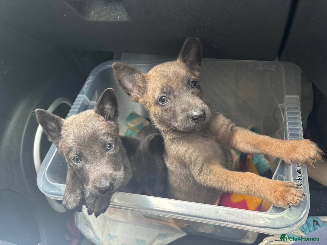 Belgian Shepherd Dog dogs for sale: Blue dutch herder puppy - Image 5
