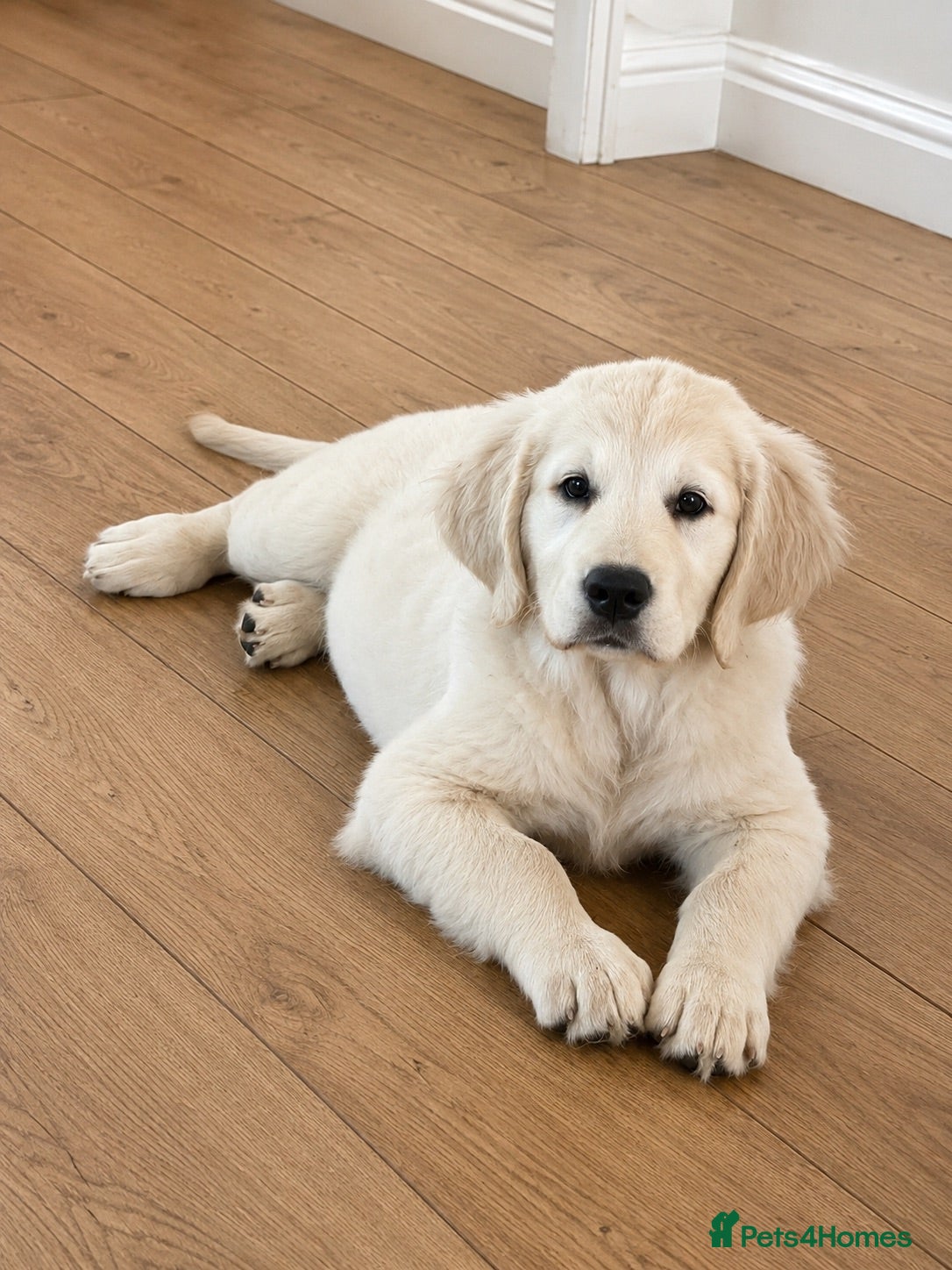 Golden Retriever dogs World Champion Bloodlines • FCI & KC - Advert 2
