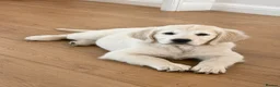Golden Retriever dogs for sale: Therapy Dog -Multi-Championship Bloodlines - Advert 10
