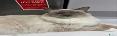 Ragdoll Kitten 2