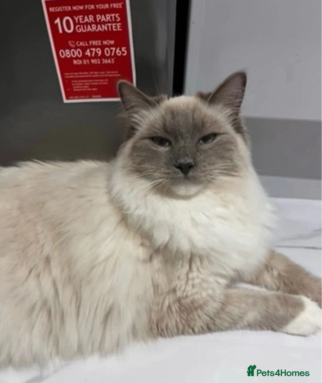 Ragdoll cats for sale: Ragdoll & Siberian X Ragdoll in Northallerton - Advert 2