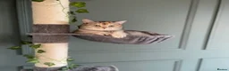 Scottish Fold cats for sale: Pedigree Scottish Straight - Advert 1