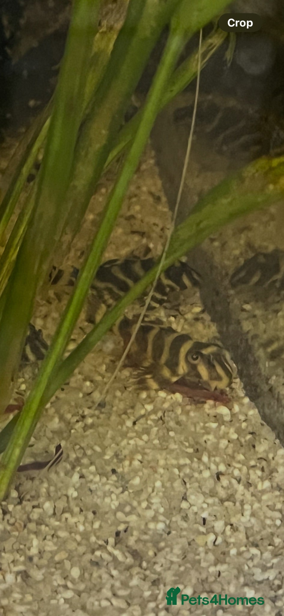 Plecos fish L333 standard grade. Various sizes.  - Advert 12