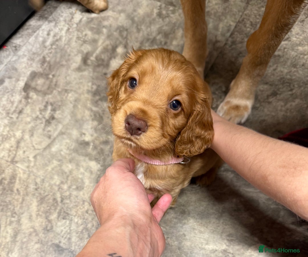 Cocker Spaniel dogs for sale: Cocker spaniel puppies - Advert 7