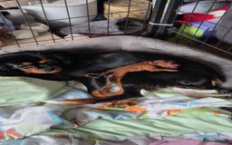 Cavalier King Charles Spaniel dogs for sale: Cute Cavaliers  - Image 1
