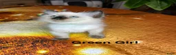 Ragdoll cats for sale: 💖Fabulous Pure Ragdoll Kittens Waiting for Love❤️ - Advert 16