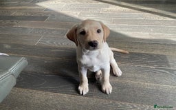 Labrador Retriever dogs for sale: Gorgeous Labrador puppy - Image 3