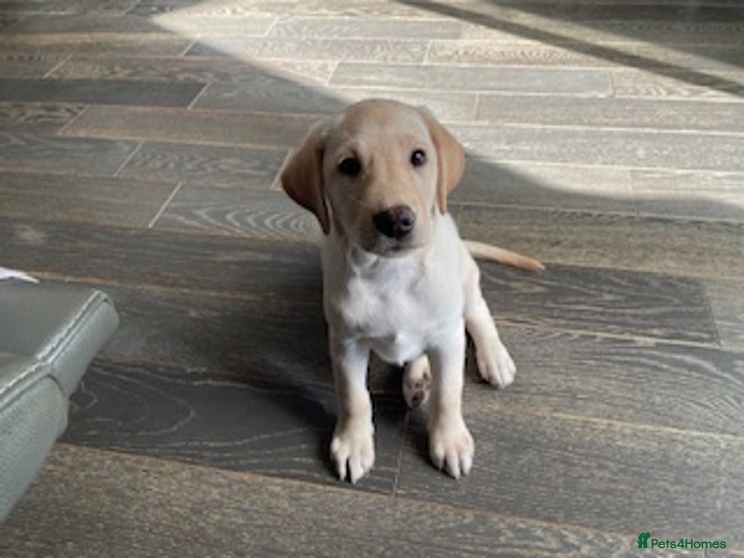 Labrador Retriever dogs for sale: Gorgeous Labrador puppy - Image 3