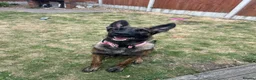 Mixed Breed dogs for sale: Dutch herder X GSD in Wakefield - Advert 3