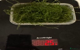 Live Bearers fish for sale: 6g / 15g / 25g Java Moss - Image 3