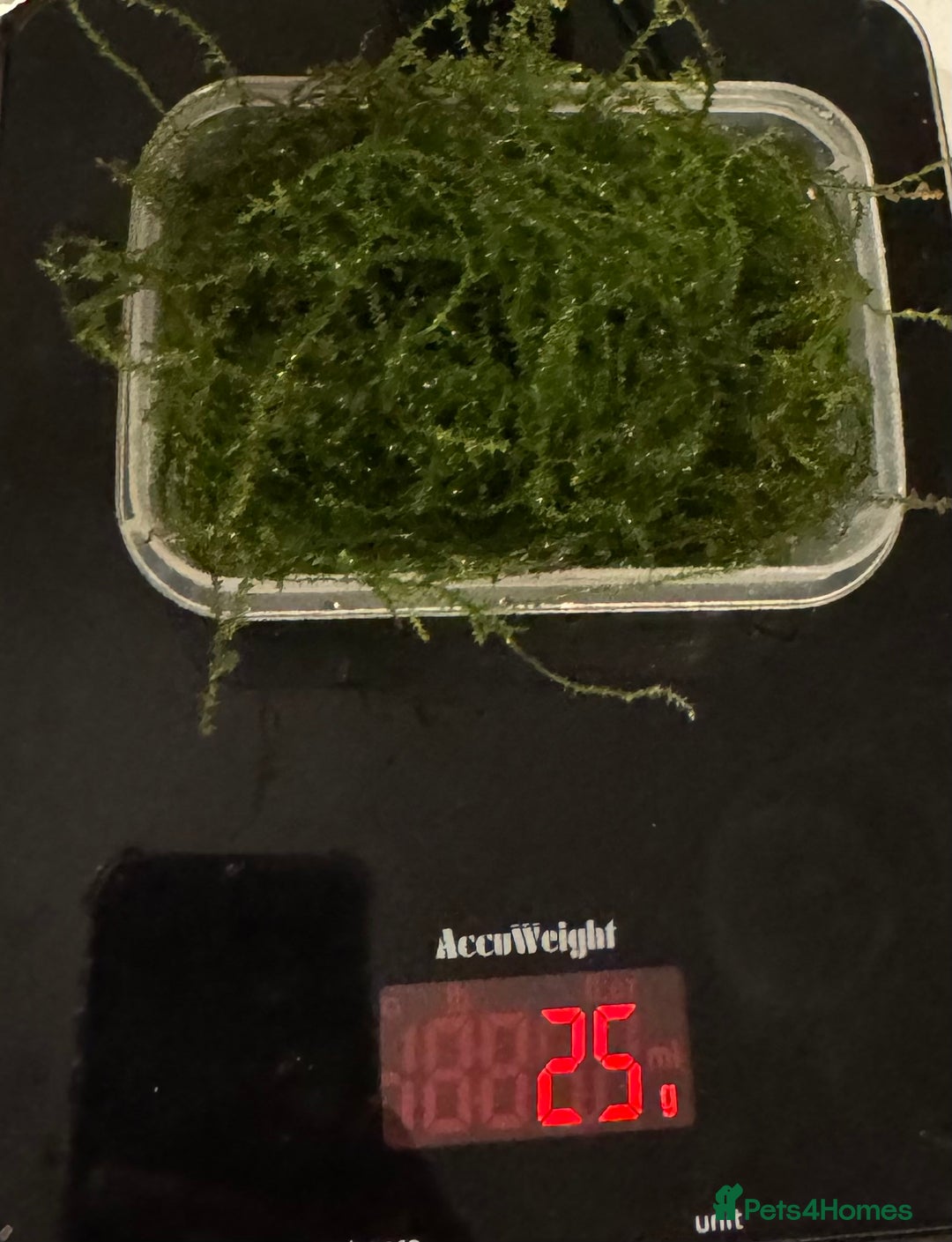 Live Bearers fish for sale: 6g / 15g / 25g Java Moss - Image 3