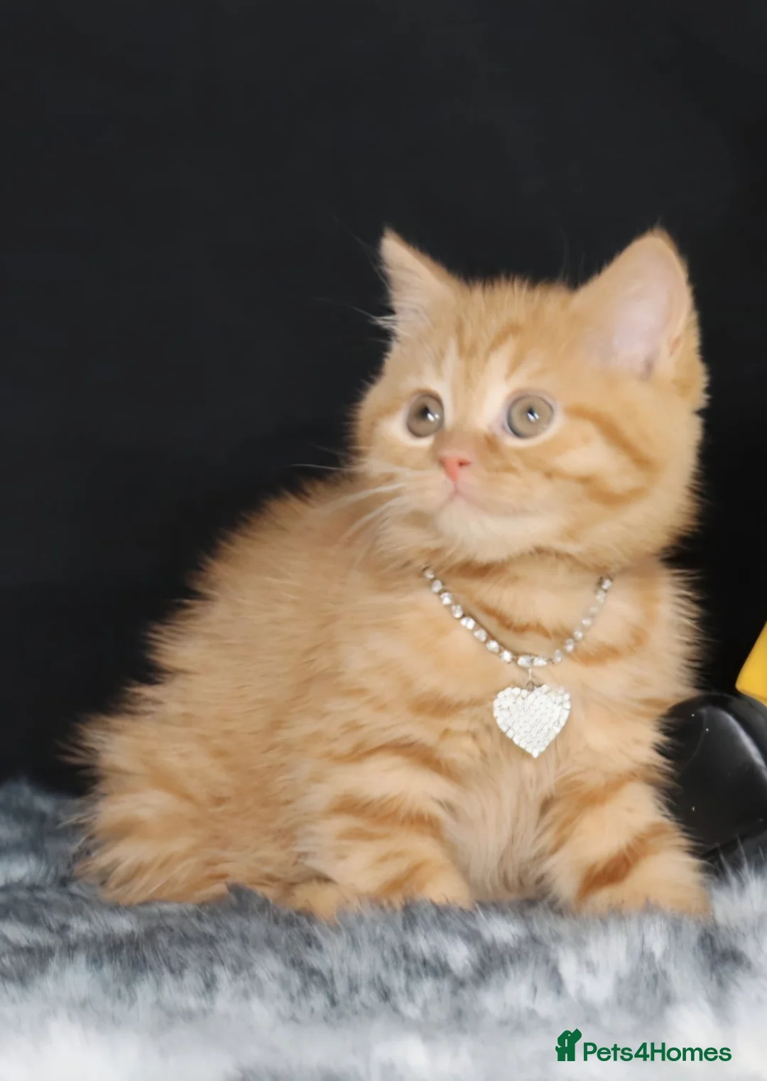 British Shorthair cats for sale: Tica registered British Shorthaired kittens  - Advert 20