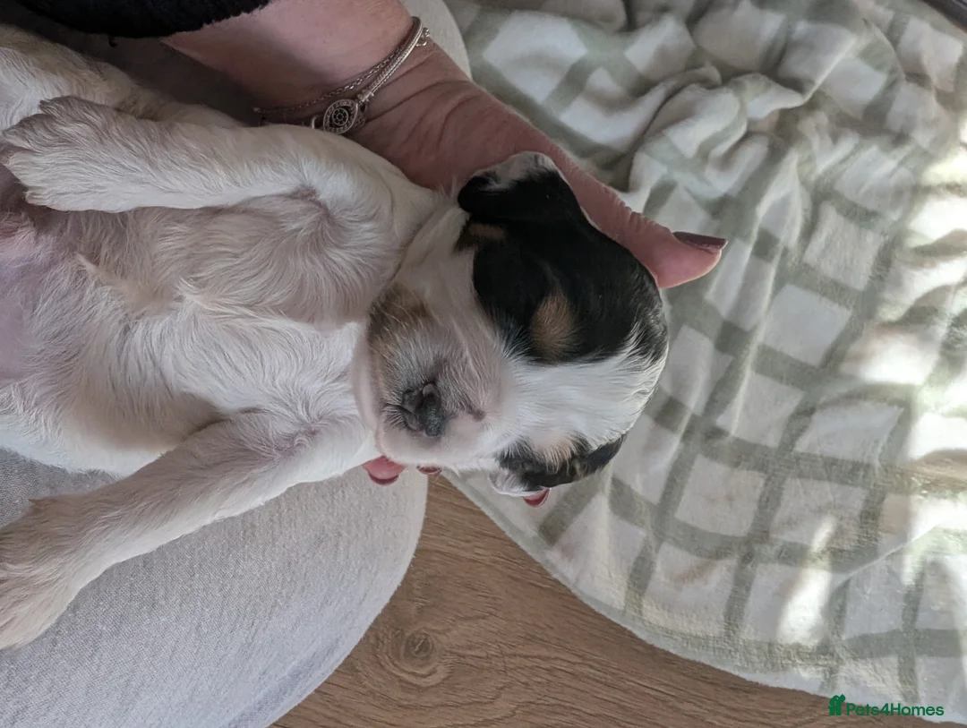 Cockapoo dogs for sale: Beautiful little of 5 Cockerpoos - Advert 33