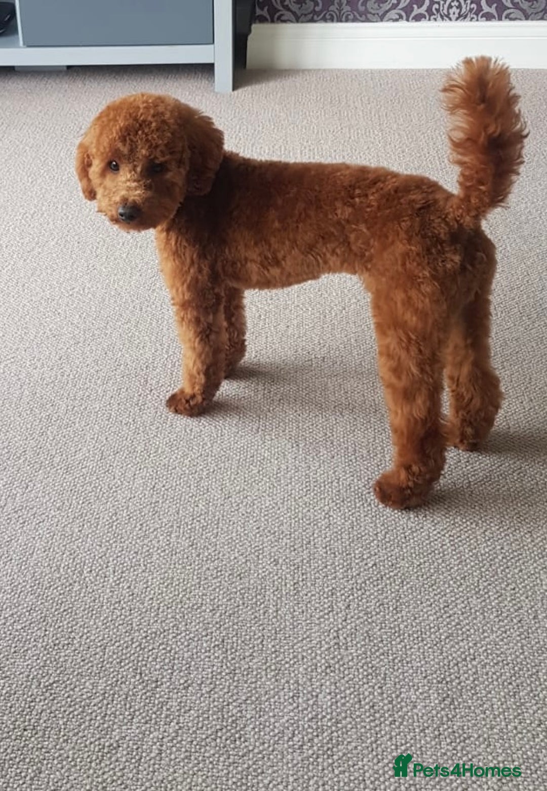 Toy Poodle dogs for stud: Toy Poodle Stud (Not for Sale) in Houghton le Spring - Advert 6