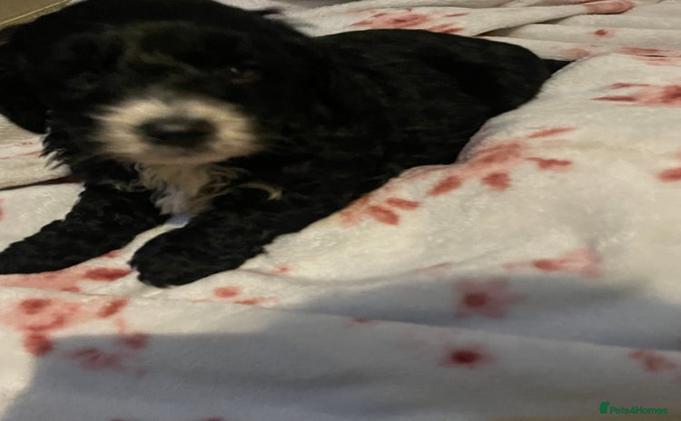 Cavapoo dogs - Advert 1