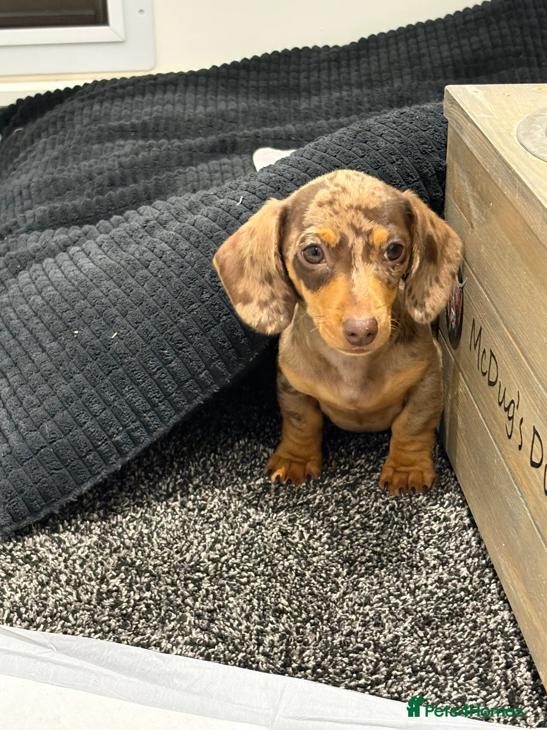 Dachshund dogs for sale: Female dachshund - Advert 1