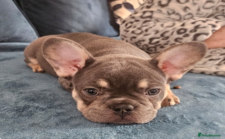French Bulldog dogs 🔥Exquisite French Bull Dog Puppies 🔥 - Advert 13