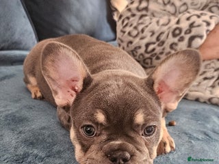 French Bulldog dogs 🔥Exquisite French Bull Dog Puppies 🔥 - Advert 2