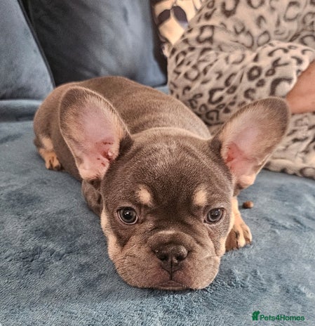 French Bulldog dogs 🔥Exquisite French Bull Dog Puppies 🔥 - Advert 13