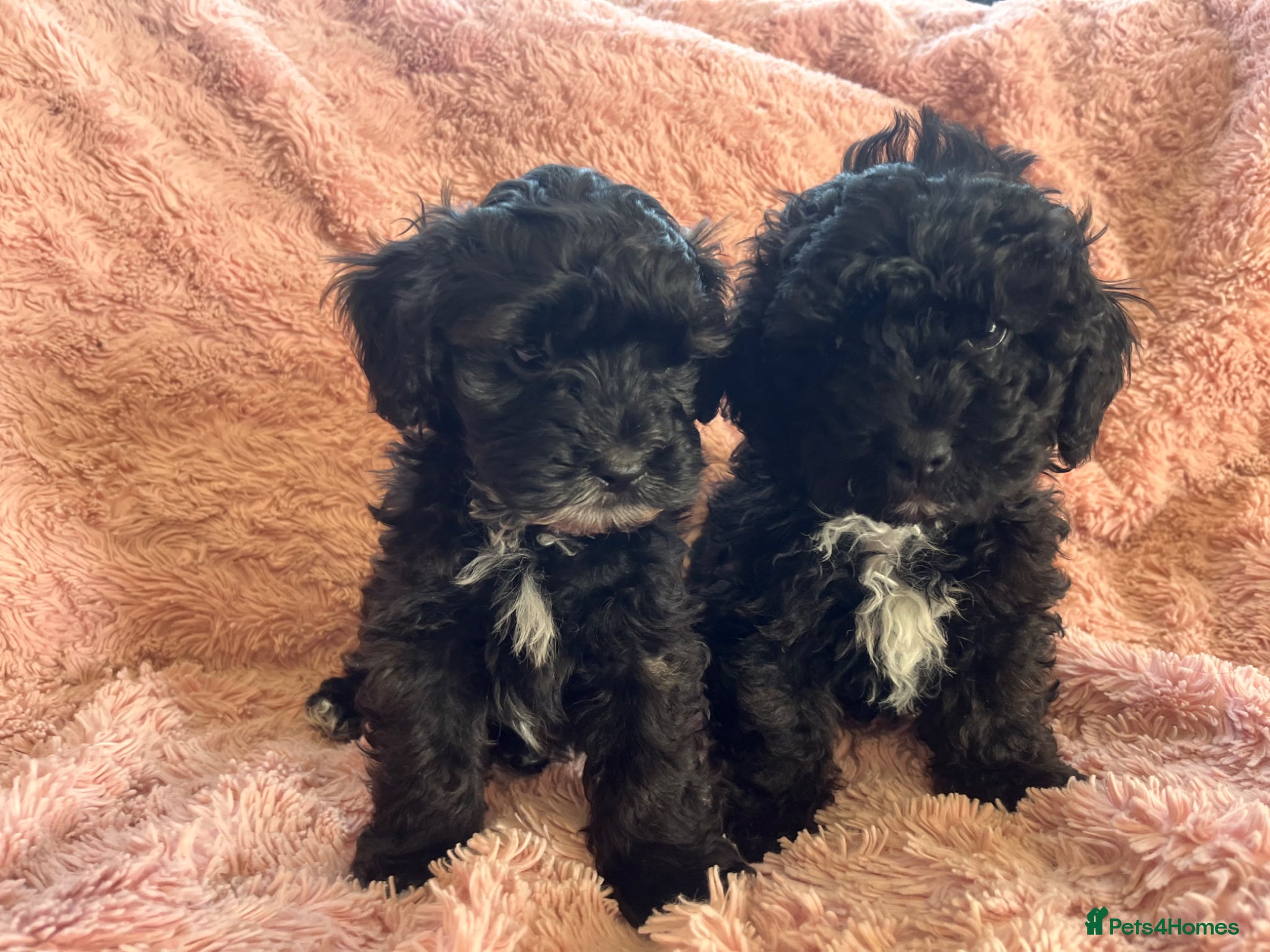 Shihpoo dogs Imperial shihtzu x toy poodle puppies   - Advert 11