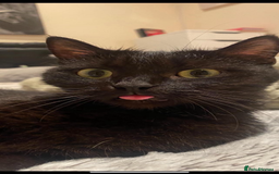 Domestic Shorthair cats for sale: Beautiful Persian mix black female cat  - Advert 3