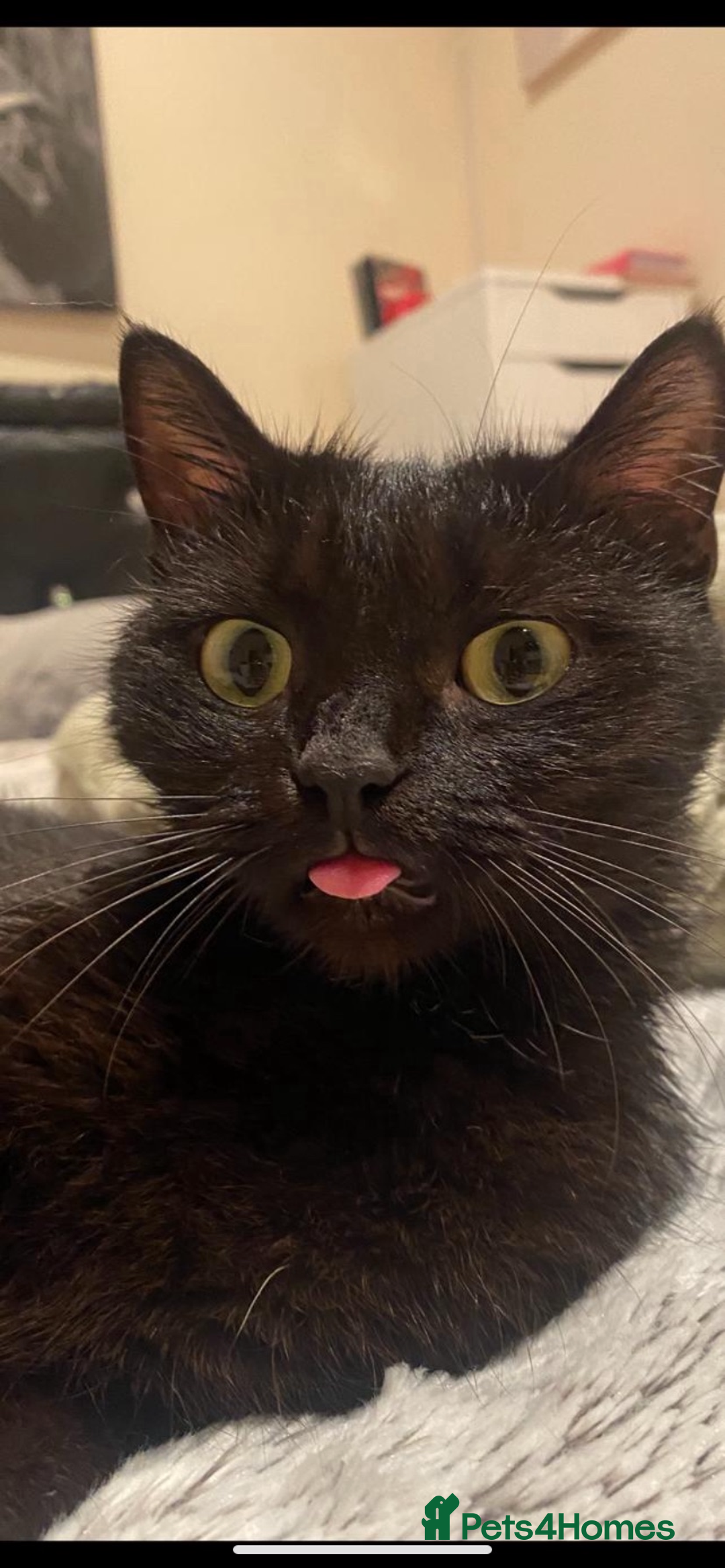 Domestic Shorthair cats for sale: Beautiful Persian mix black female cat  - Advert 3