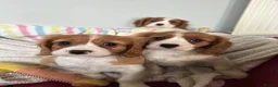 Cavalier King Charles Spaniel dogs for sale: Beautiful Cavalier King Charles Spaniel puppies - Advert 5
