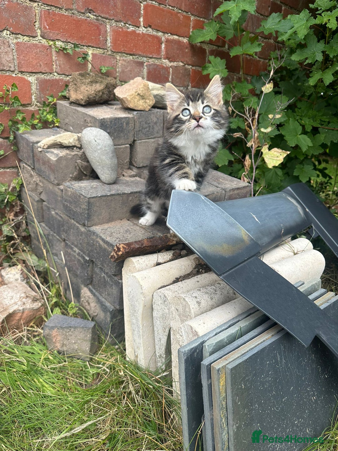 Domestic Shorthair cats for sale: 3 Kittens for sale  - Image 8