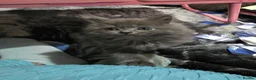 Persian cats for sale: 3 beautiful kittens ready now  - Advert 19
