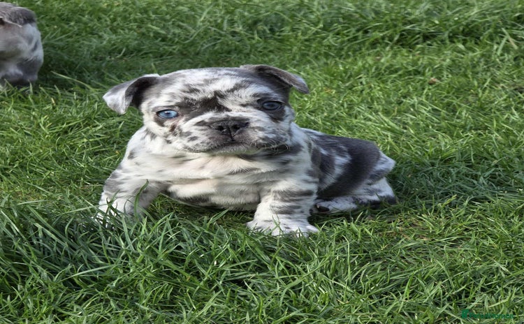 French Bulldog dogs - Advert 1