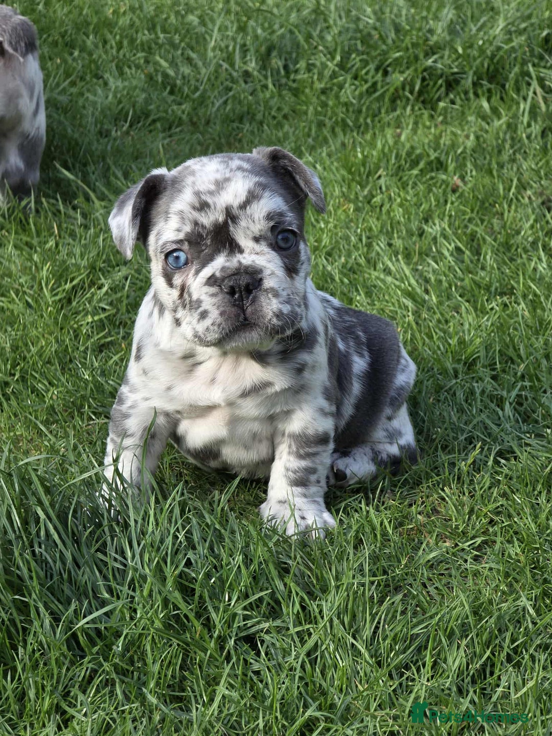 French Bulldog dogs for sale: French bulldog  - Image 1