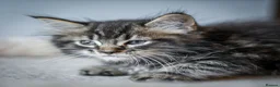 Maine Coon cats for sale:  Chunky full Maine coon kittens ready now   £795 - Advert 12