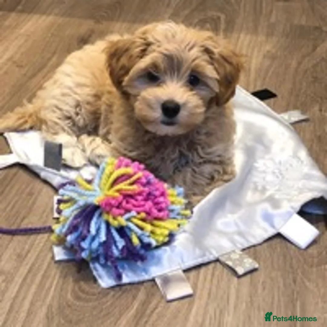 Toy Poodle dogs for stud: Stunning Maltese at STUD in Coventry - Advert 8