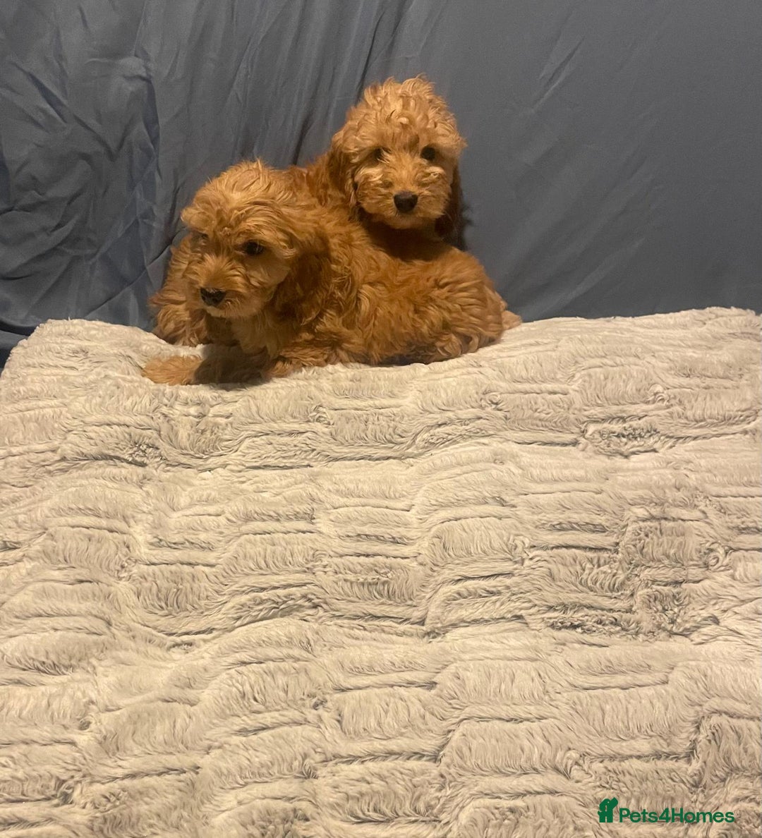 Cavapoo dogs for sale: Cavapoo puppies  - Advert 10