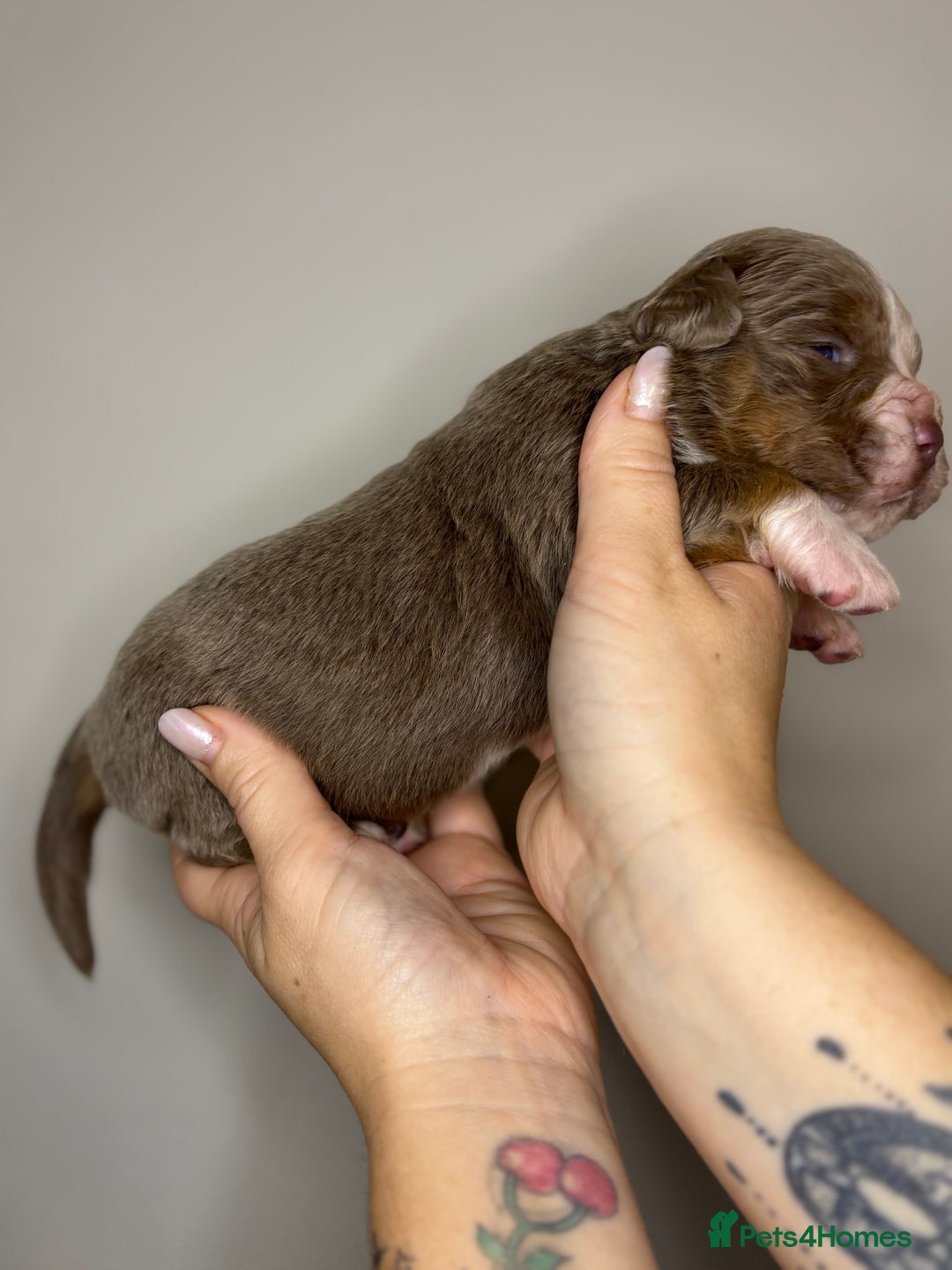 Olde English Bulldogge dogs for sale: The BEST visual fluffy oebs available ⭐️  - Image 12