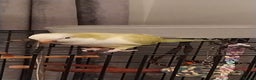 Parakeets birds for sale: Lime green Female quaker parrot - Advert 2