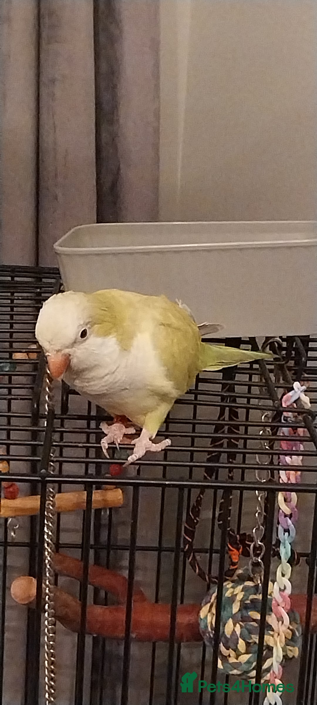 Parakeets birds for sale: Lime green Female quaker parrot - Advert 2