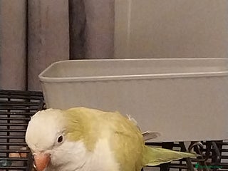 Parakeets birds Lime green Female quaker parrot - Advert 7