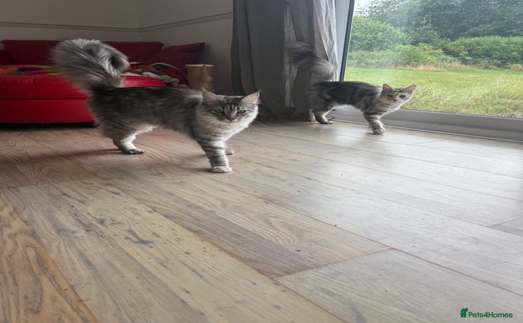 Maine Coon cats - Advert 2