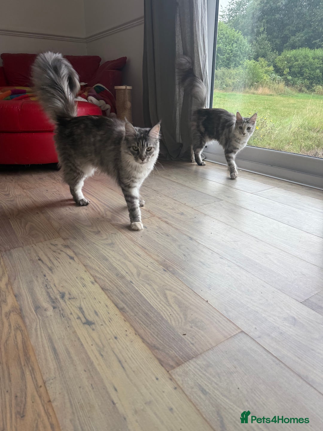 Maine Coon cats for sale: Two Maine Coon Kittens - Image 1