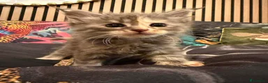 Maine Coon 4