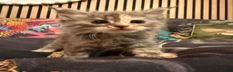 Maine Coon cats for sale: Main coon kittens - Advert 15