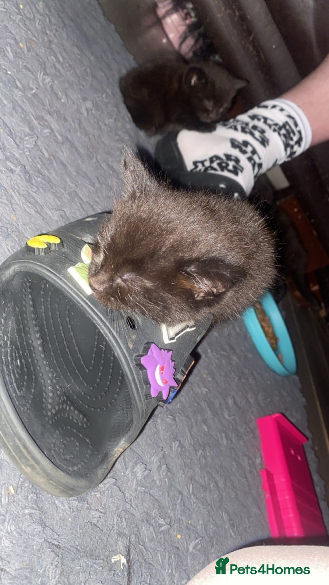 Mixed Breed cats for sale: 3 all black boy kittens READY NOW! - Advert 4