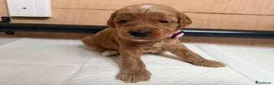 Cockapoo 3