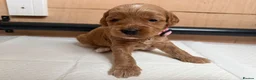 Cockapoo dogs for sale: F1b cockerpoo puppy’s  - Advert 15