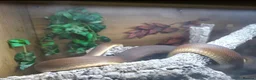 Snake reptiles for sale: Royal Pythons, Boa, Olive python Hoggies, Tortoise in Andover - Advert 23